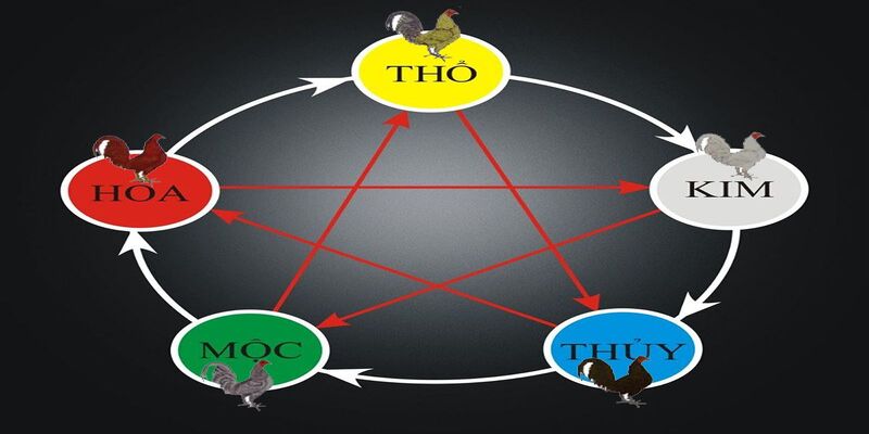 Các màu mạng gà đá có tính tương tác lẫn nhau